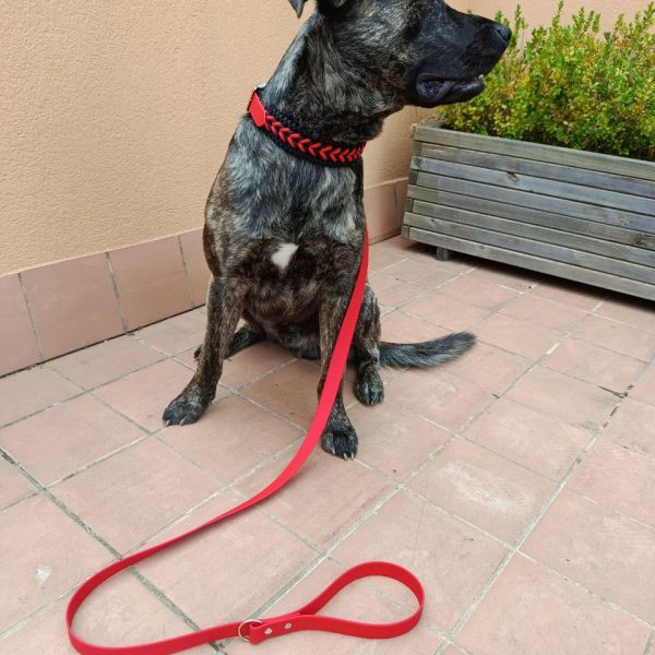 Duo paseo collar + correa rojo y negro