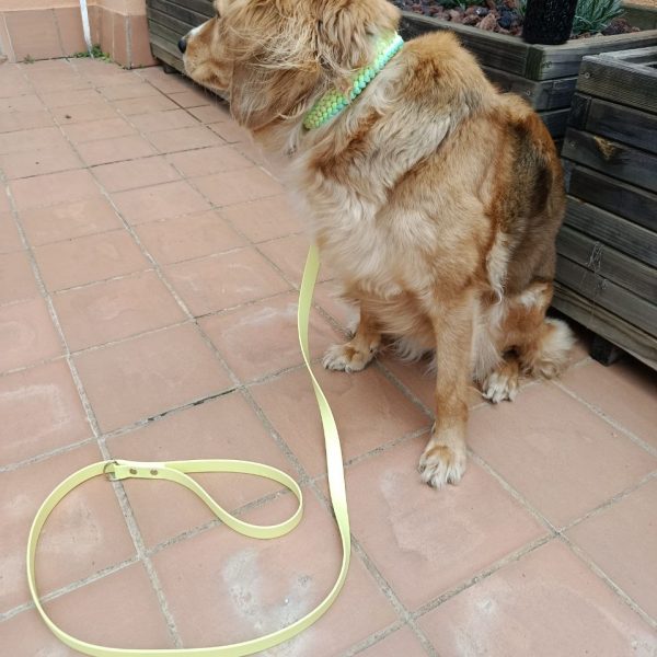 Duo paseo collar + correa amarillo